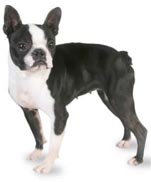 Boston Terrier
