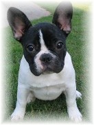 franzsische Bulldoggen